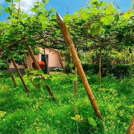 O Lagar Do Avo, A In Madeira * São Jorge