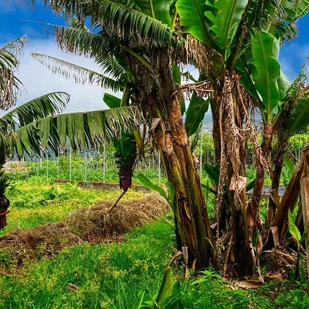 Σπίτι διακοπών O Lagar Do Avo, A In Madeira Σάο Ζόρζε