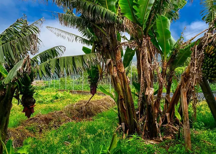 Prázdninový dům O Lagar Do Avo, A In Madeira São Jorge